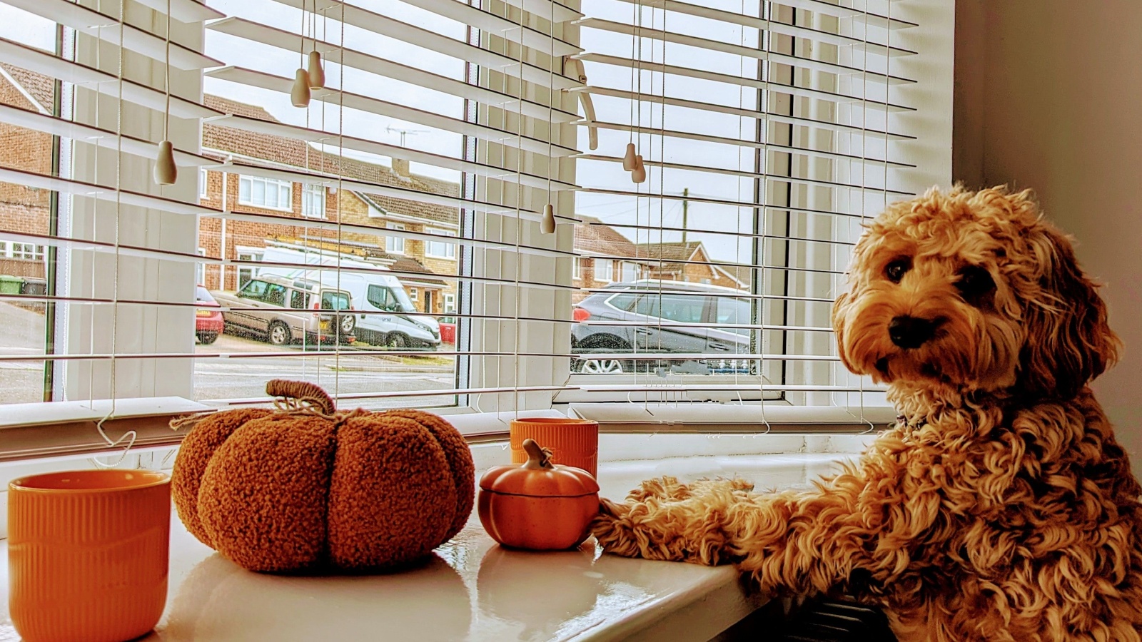 A cockapoo looking out of a window with blinds