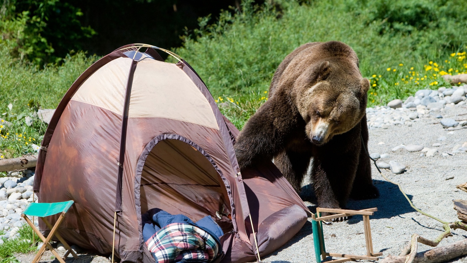 brown bear in a campsite