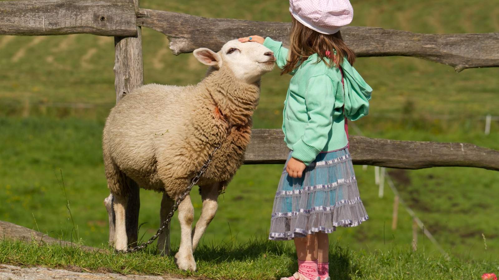 A sheep and a girl