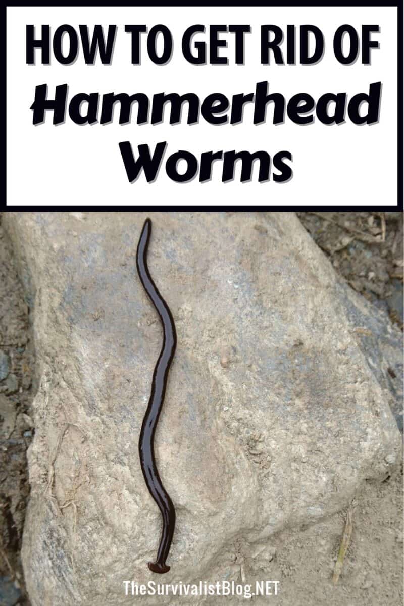 how to get rid of hammerhead worms pinterest