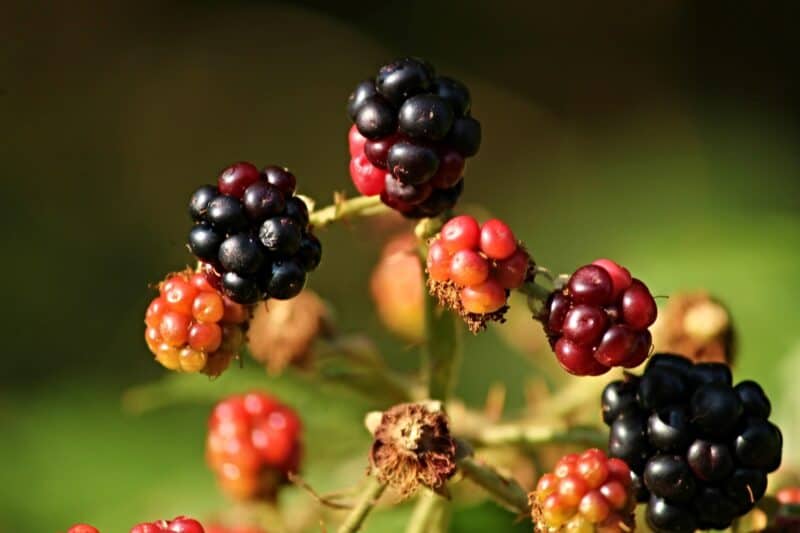 wild blackberries