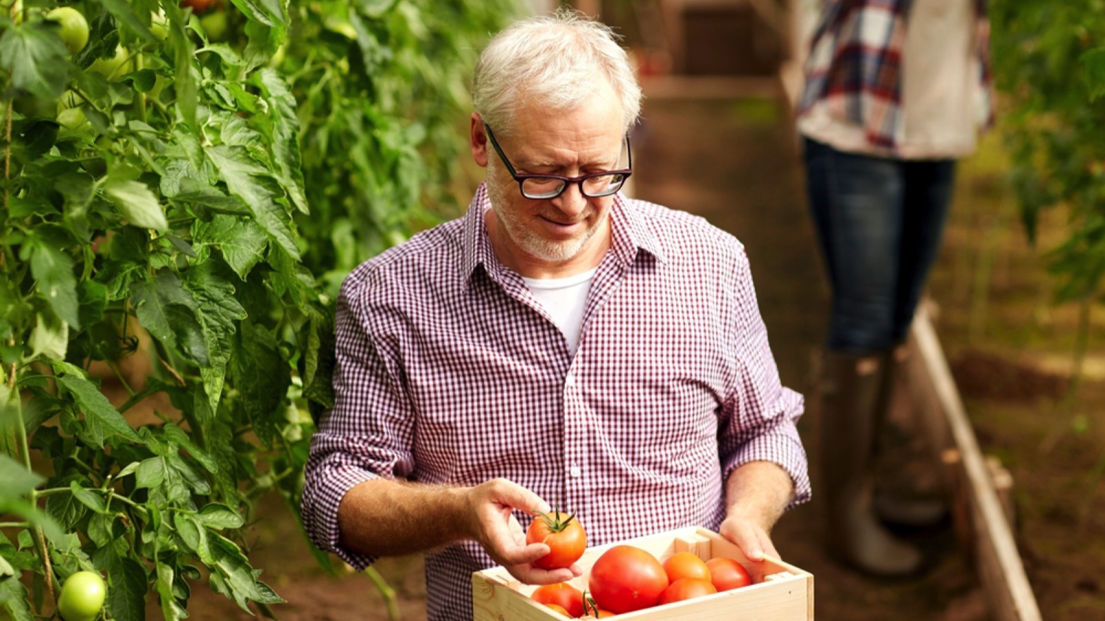 Old man harvesting crops from vegetable garden