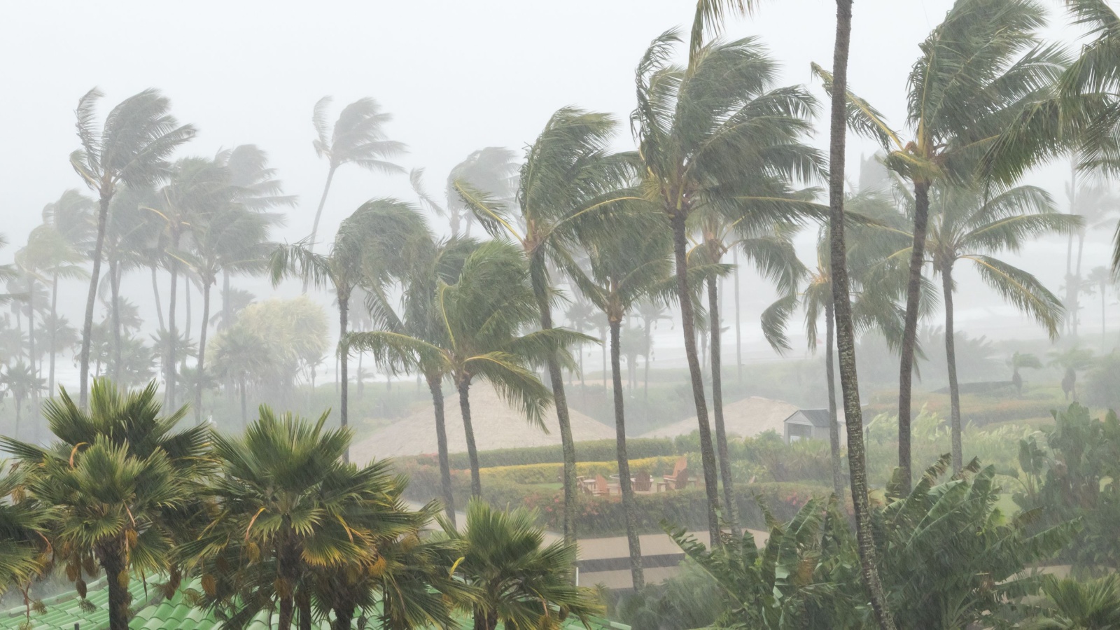 strong wind blowing the trees