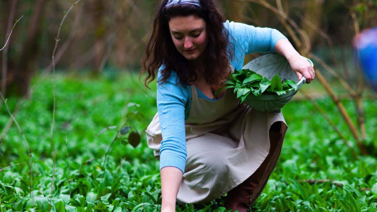 woman foraging for organic wild garlic