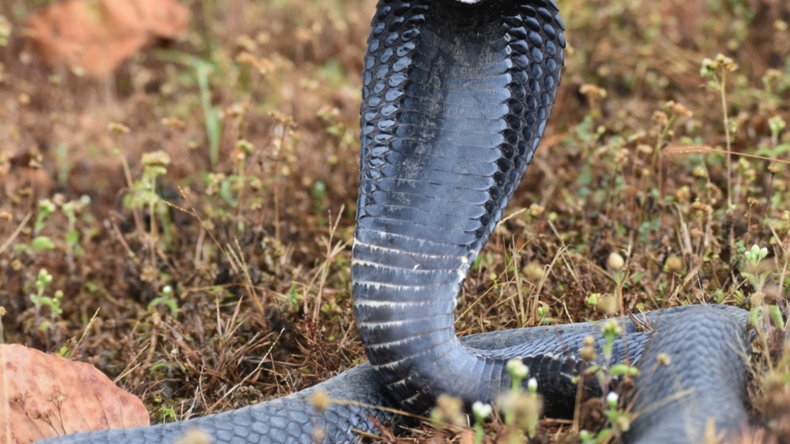 Black-Necked Spitting Cobra