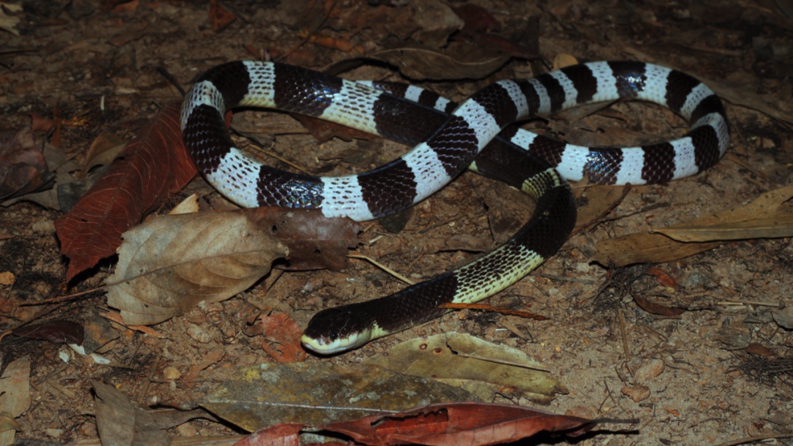 Blue Krait