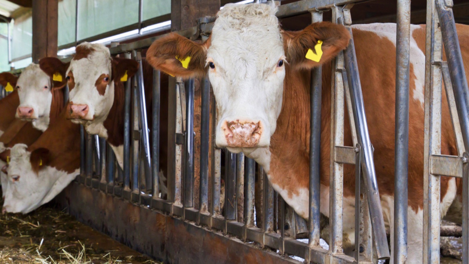 Cows in shed