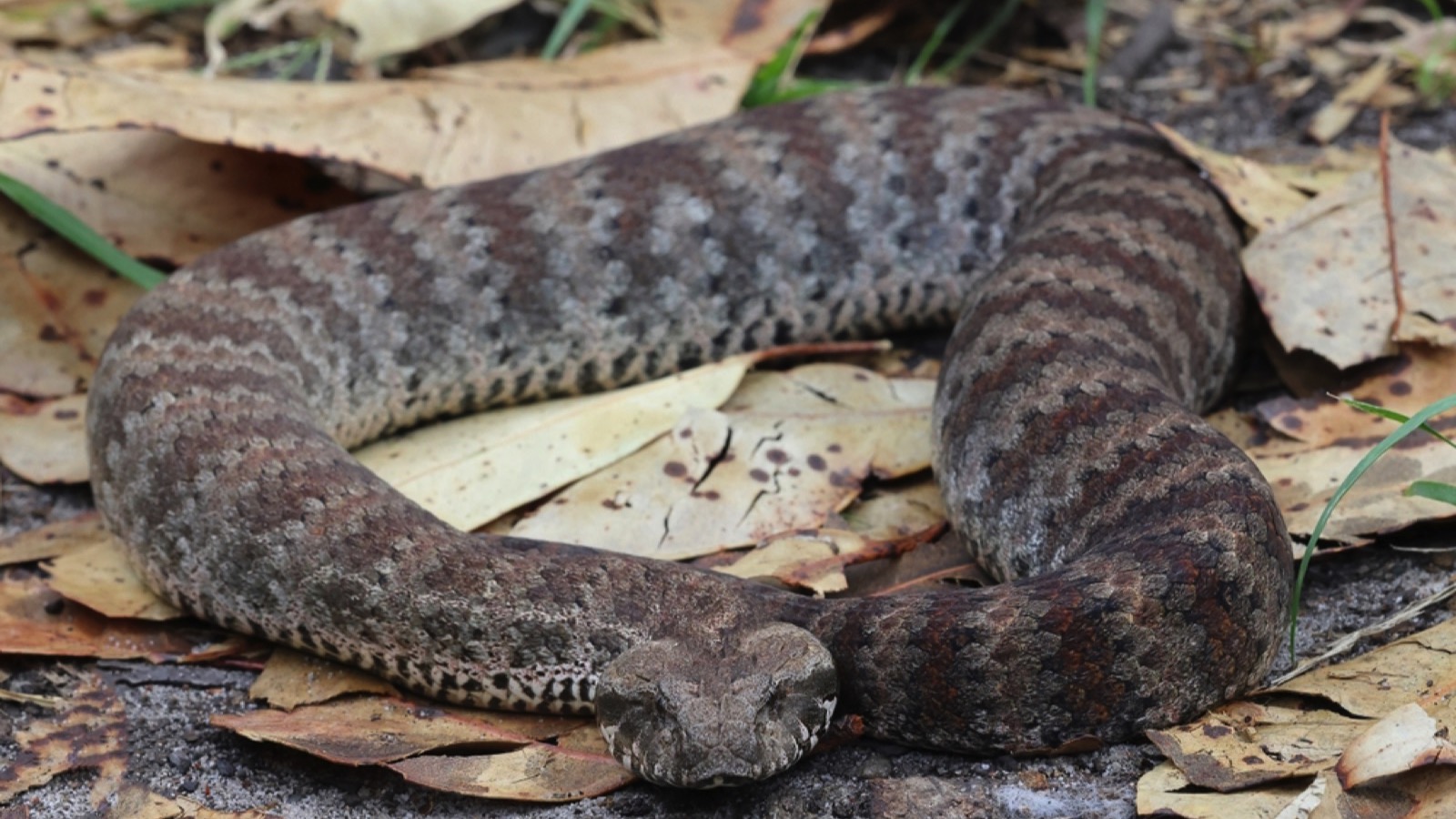 Death Adder