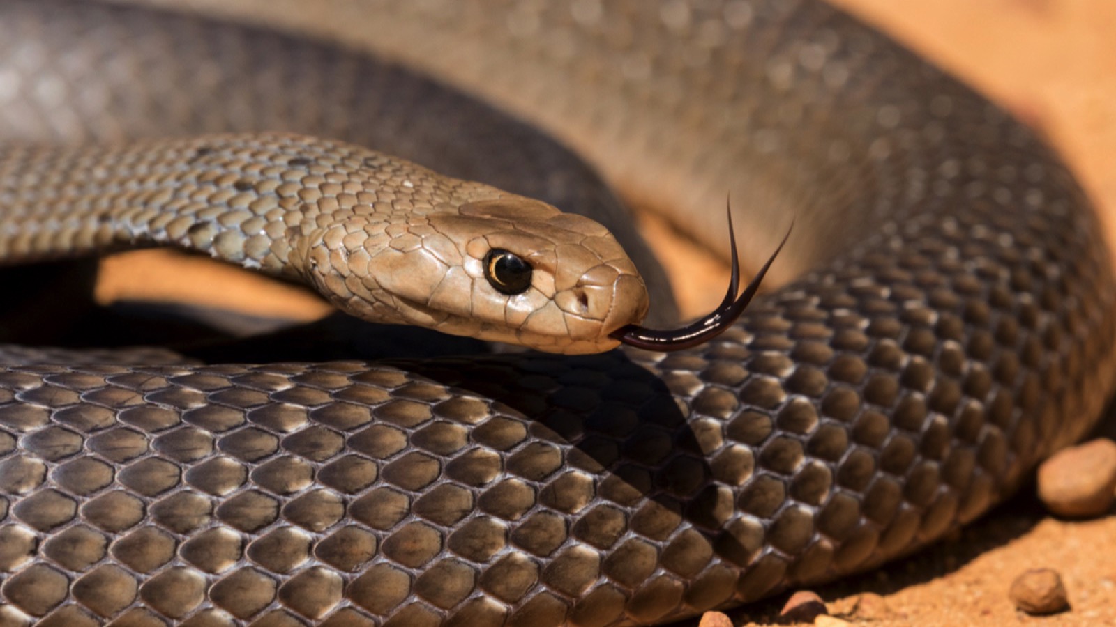 Eastern Brown Snake