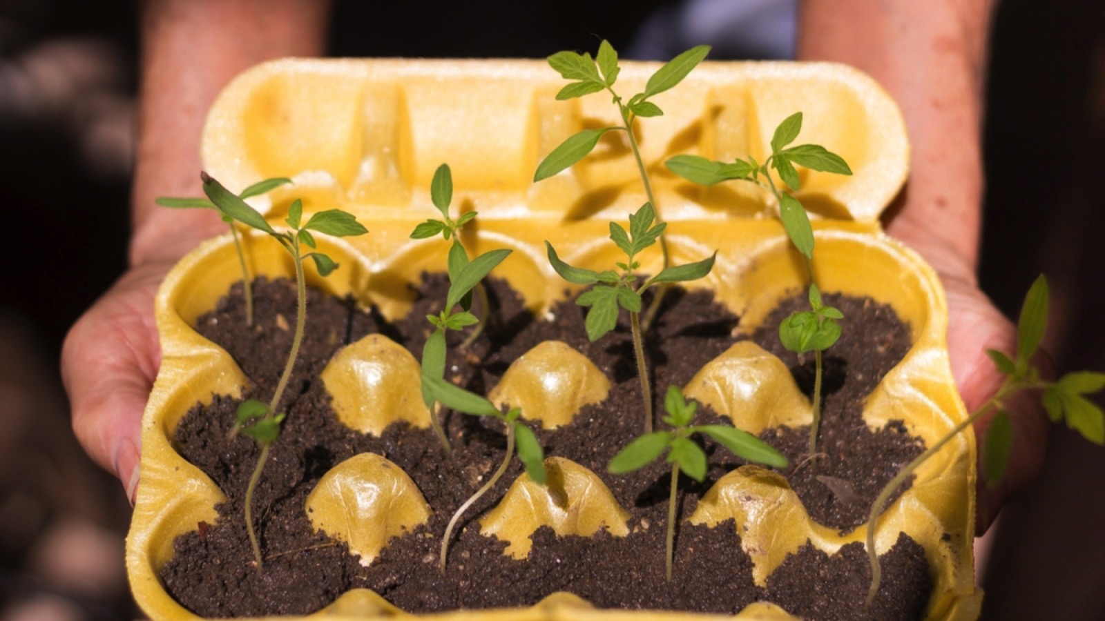 Egg Cartons for seed starters