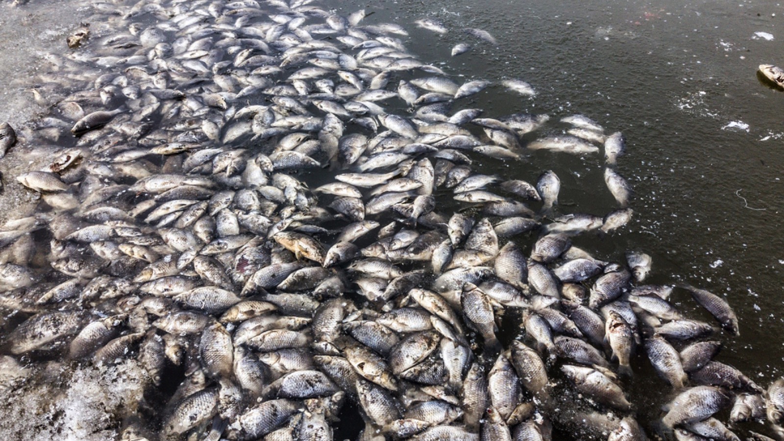 Mass death of fishes