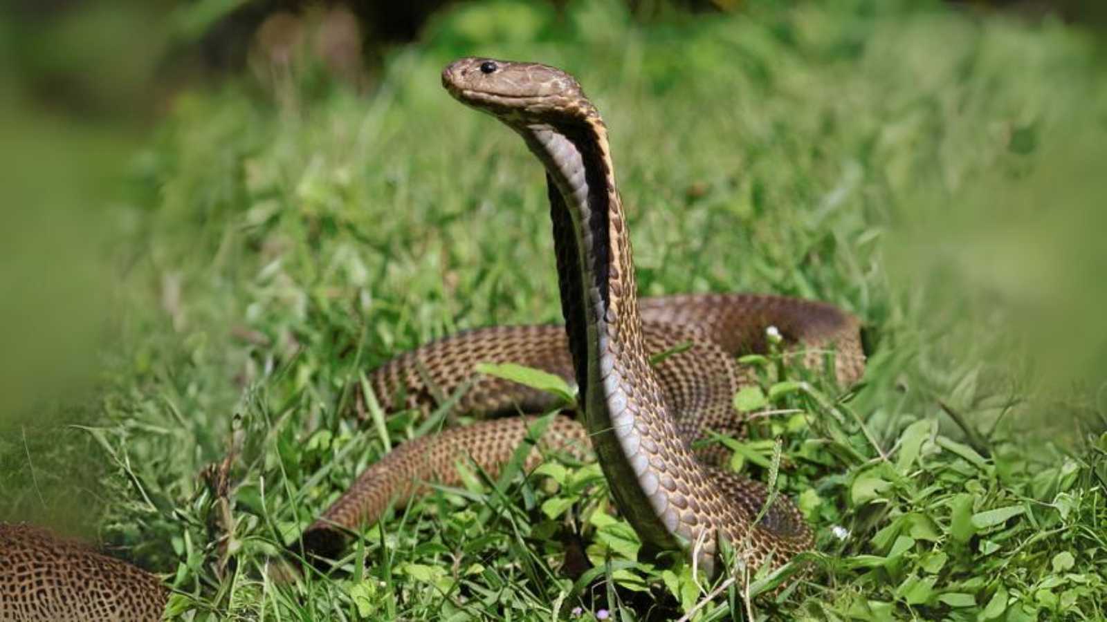 Philippine Cobra