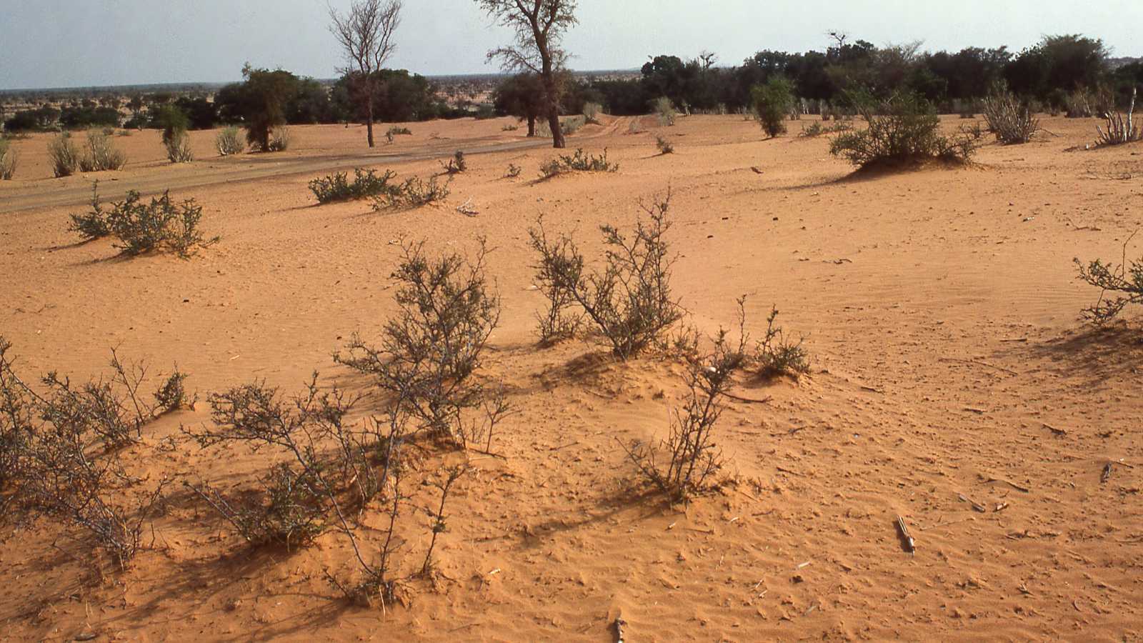 Desertification