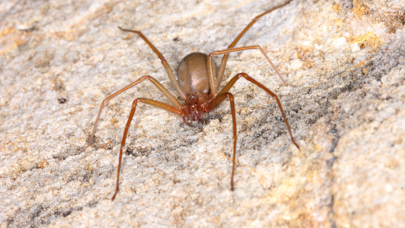 Brown Recluse Spiders