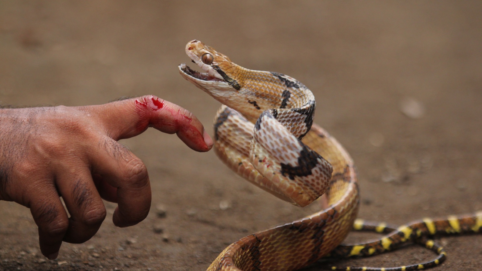 Dog-toothed cat snake bite the human hand.