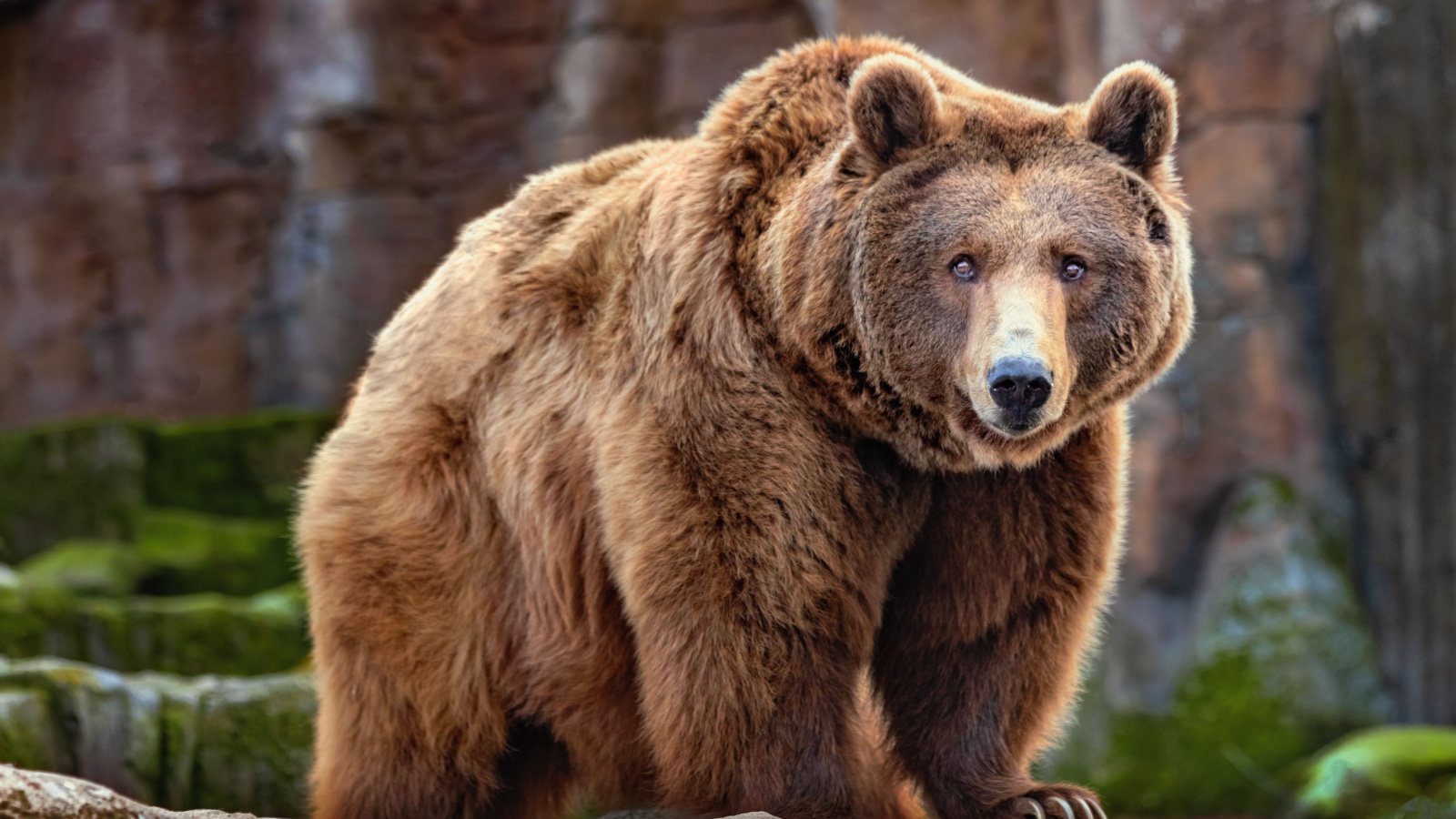 Big grizzly brown bear