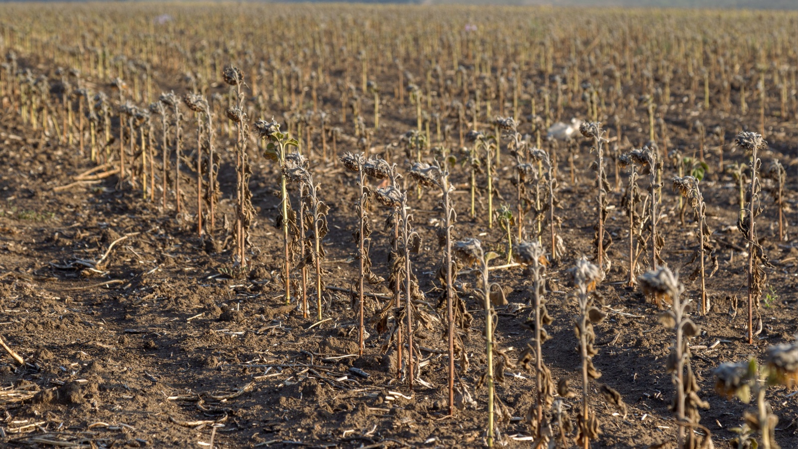 Sunflower field. Poor sunflower harvest due to lack of rain. Climate change, global warming and drought have resulted in sunflower crop failure. Dried plant stems in a farm field