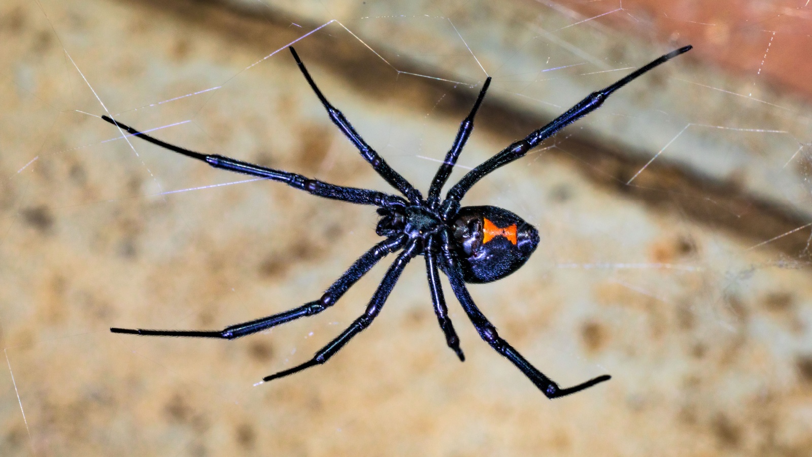 Black Widow Spiders