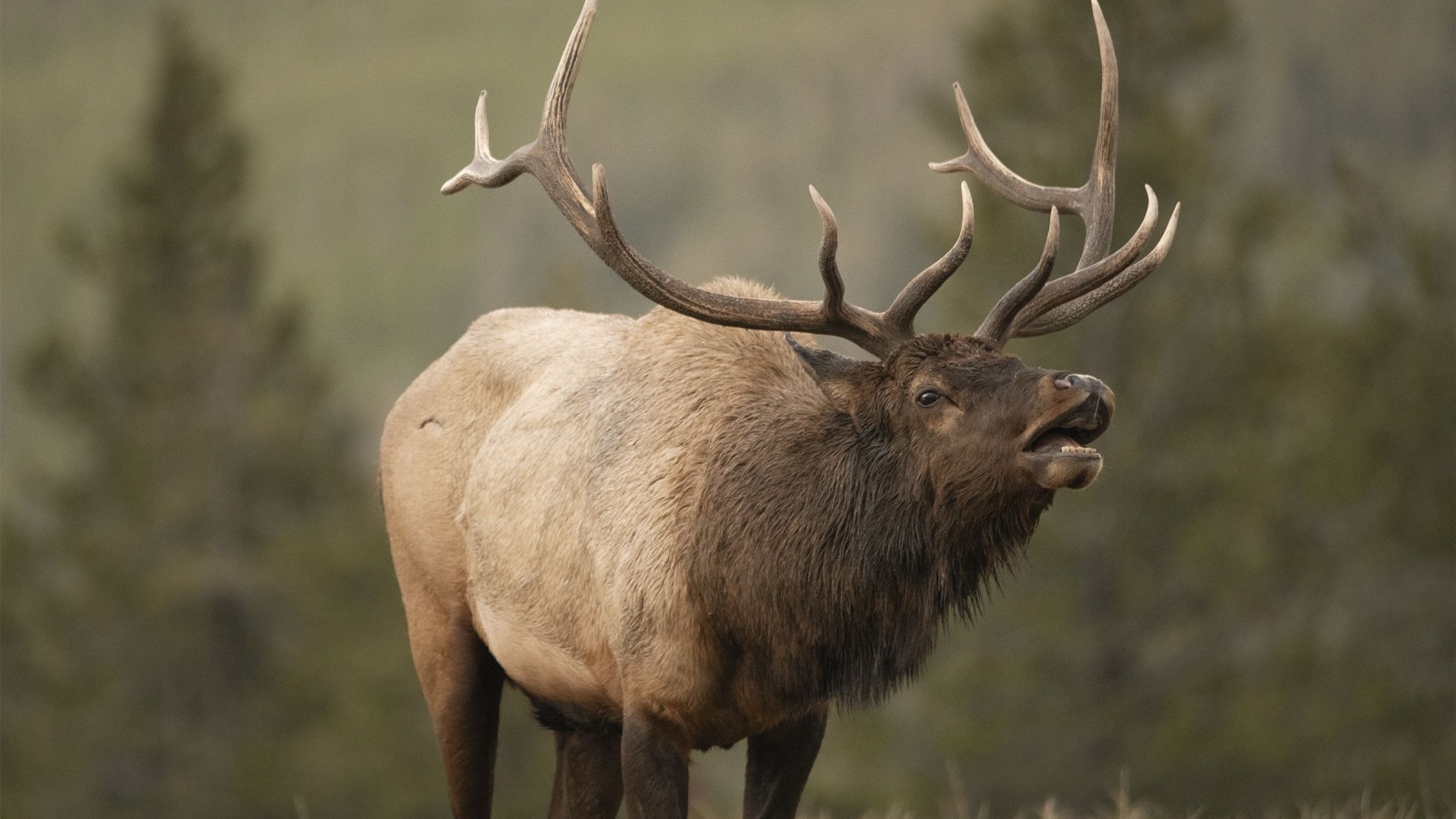 Bugling Elk in Yellowstone National Park in Wyoming