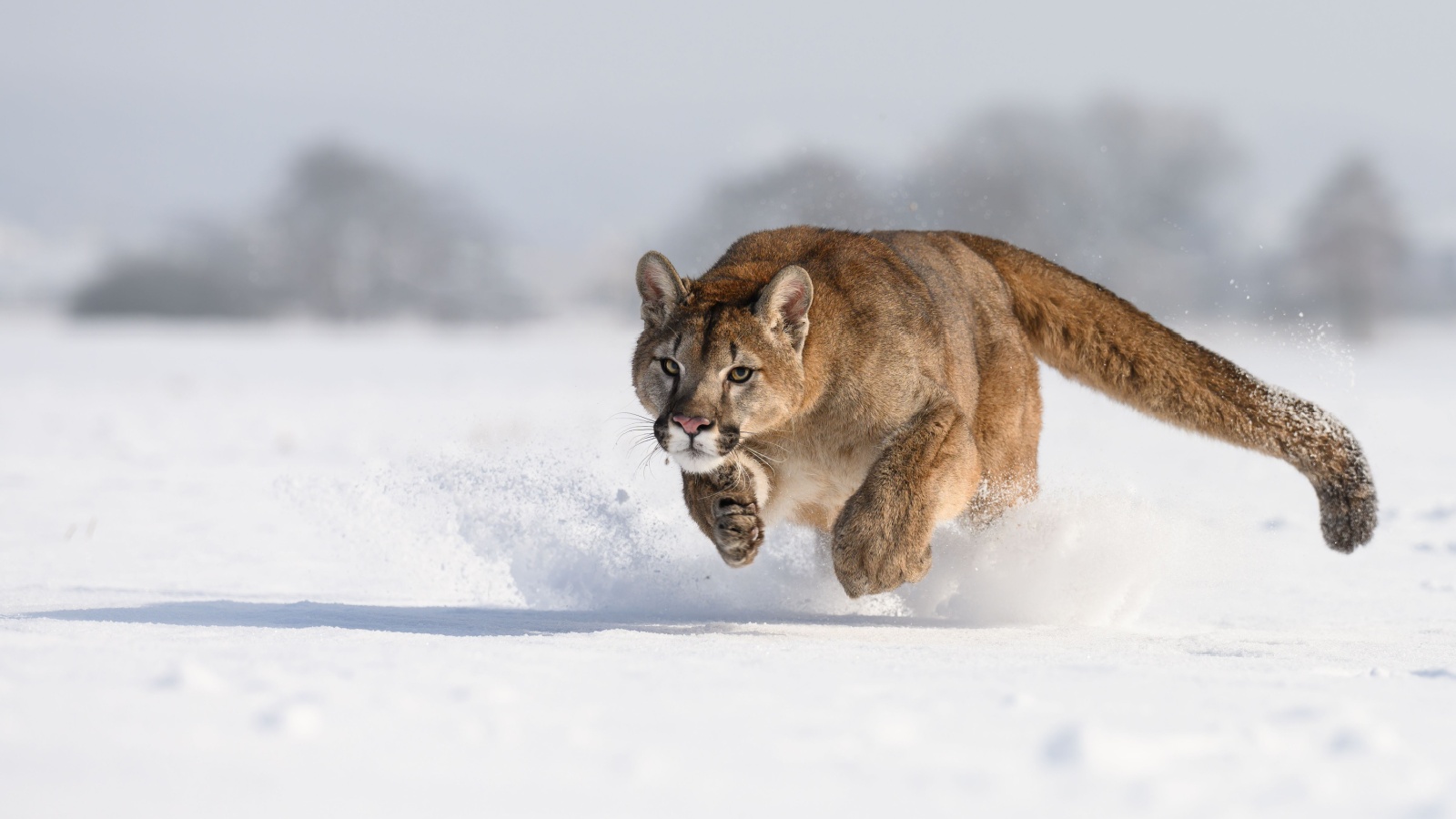 Cougars running around in snowy pasture.