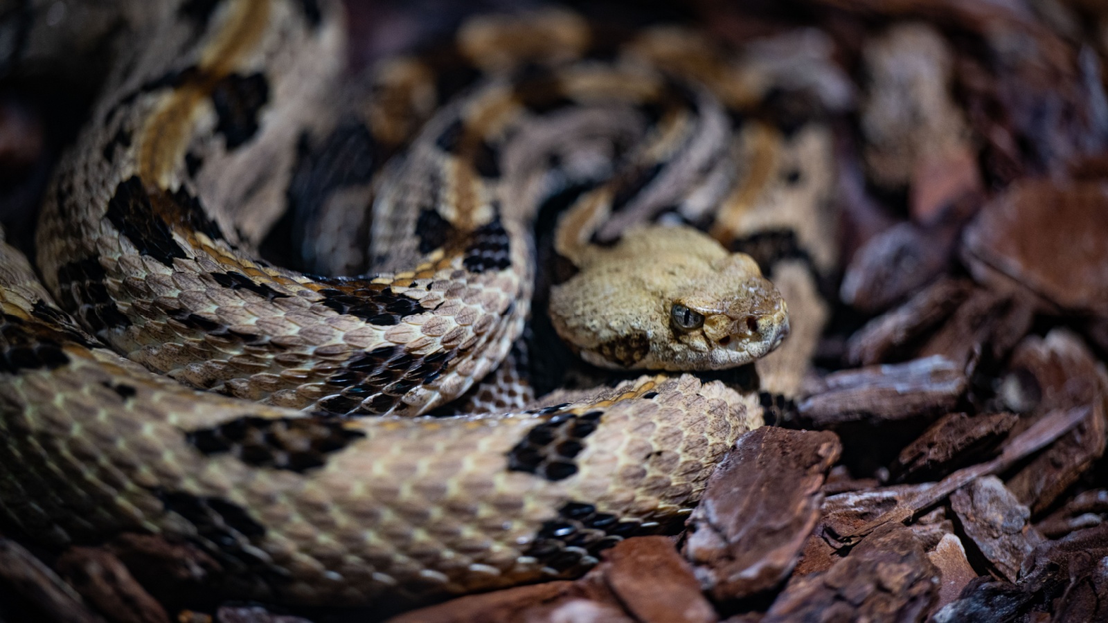 Timber rattlesnake, Crotalus horridus snake captured in a zoo