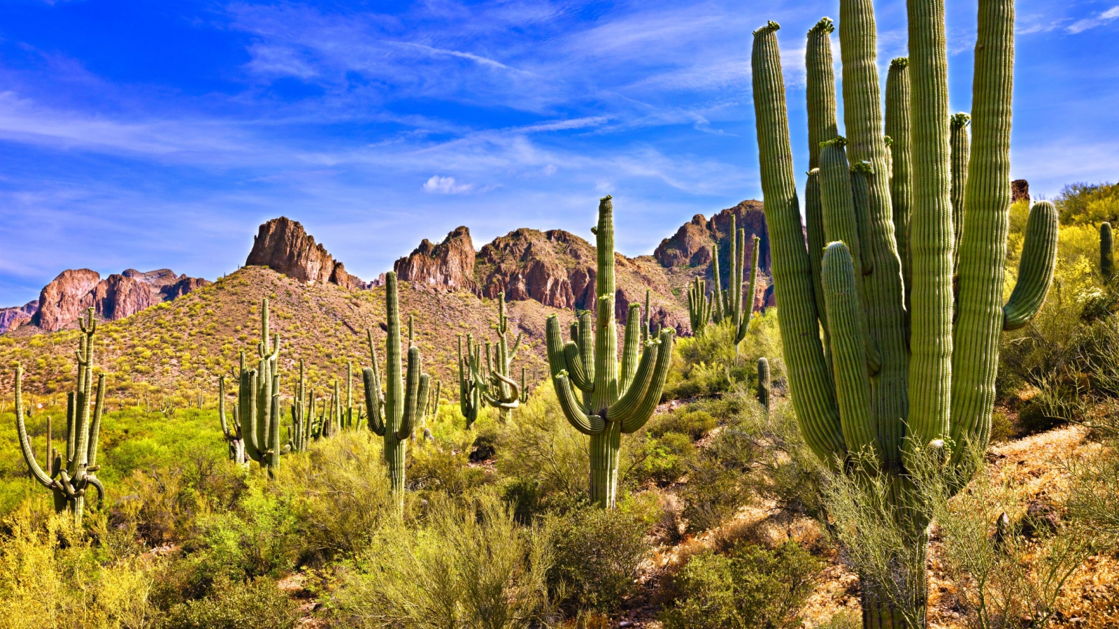 cactus in a desert