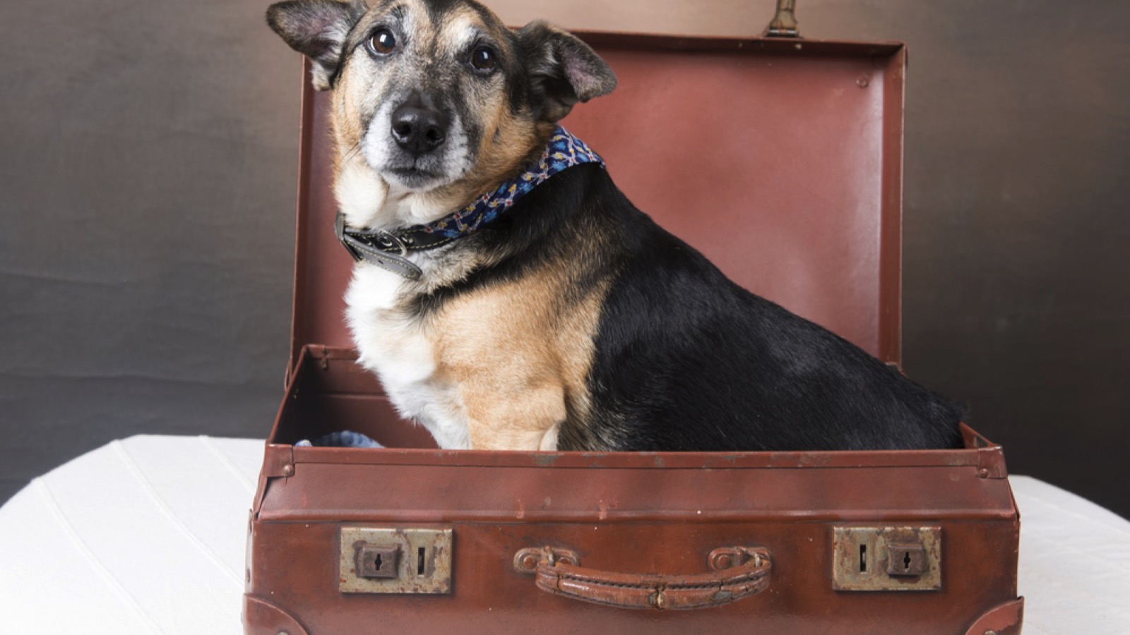 Suitcases as Pet Beds