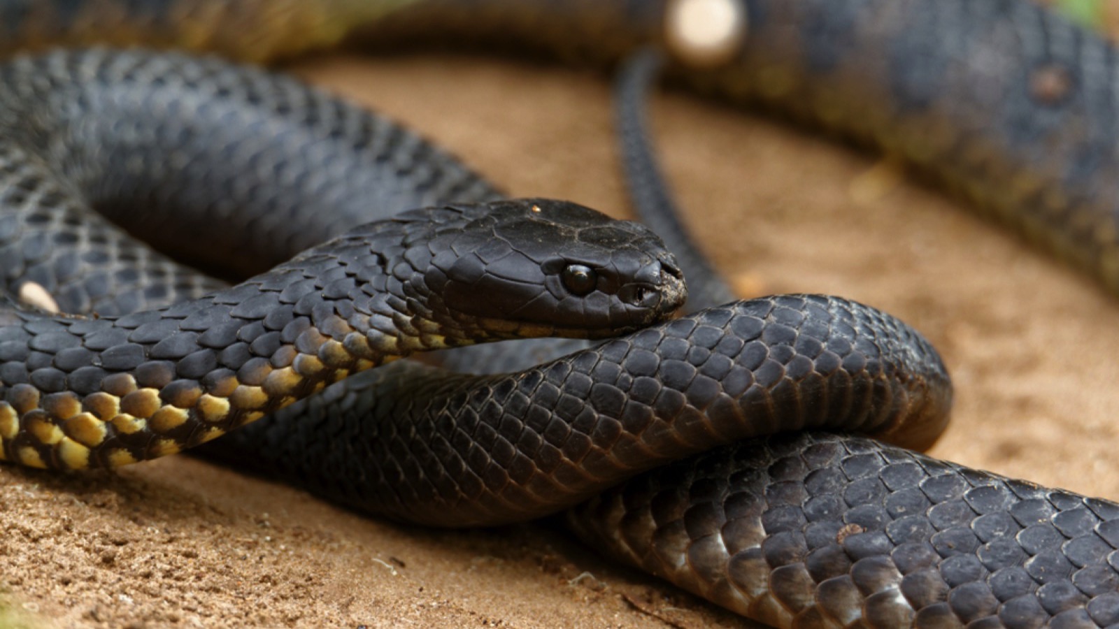 Tiger Snake